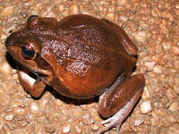 Image of Giant Frog