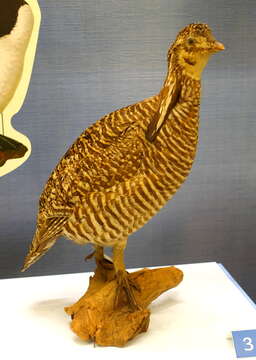 Image of Heath hen