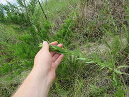 Слика од Solidago rigida subsp. glabrata (Braun) S. B. Heard & J. C. Semple