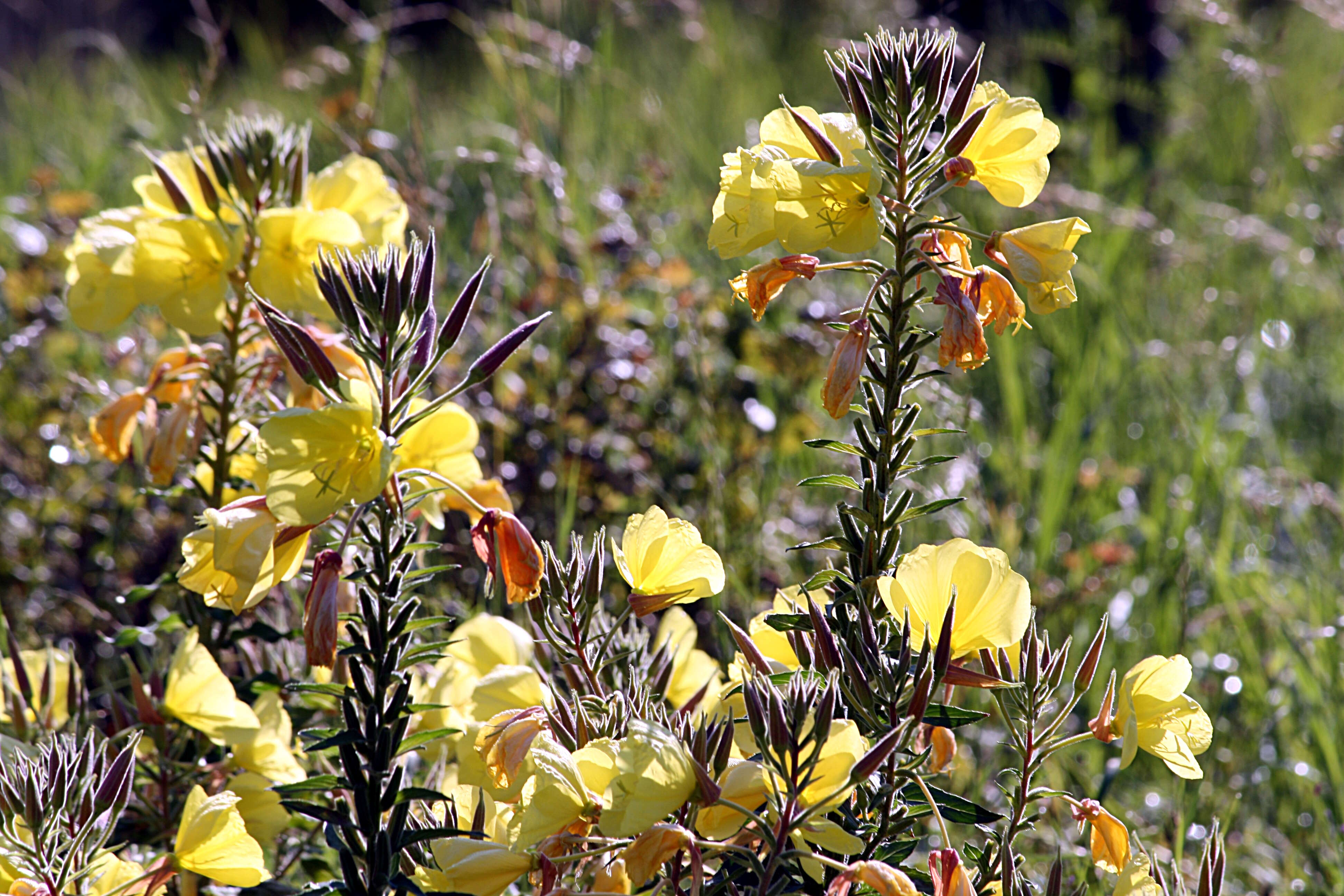 Imagem de Oenothera glazioviana M. Micheli