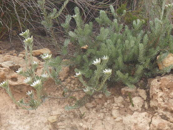 Image of Leucadendron singulare I. Williams