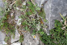 Image of Chrysanthemum morii Hayata