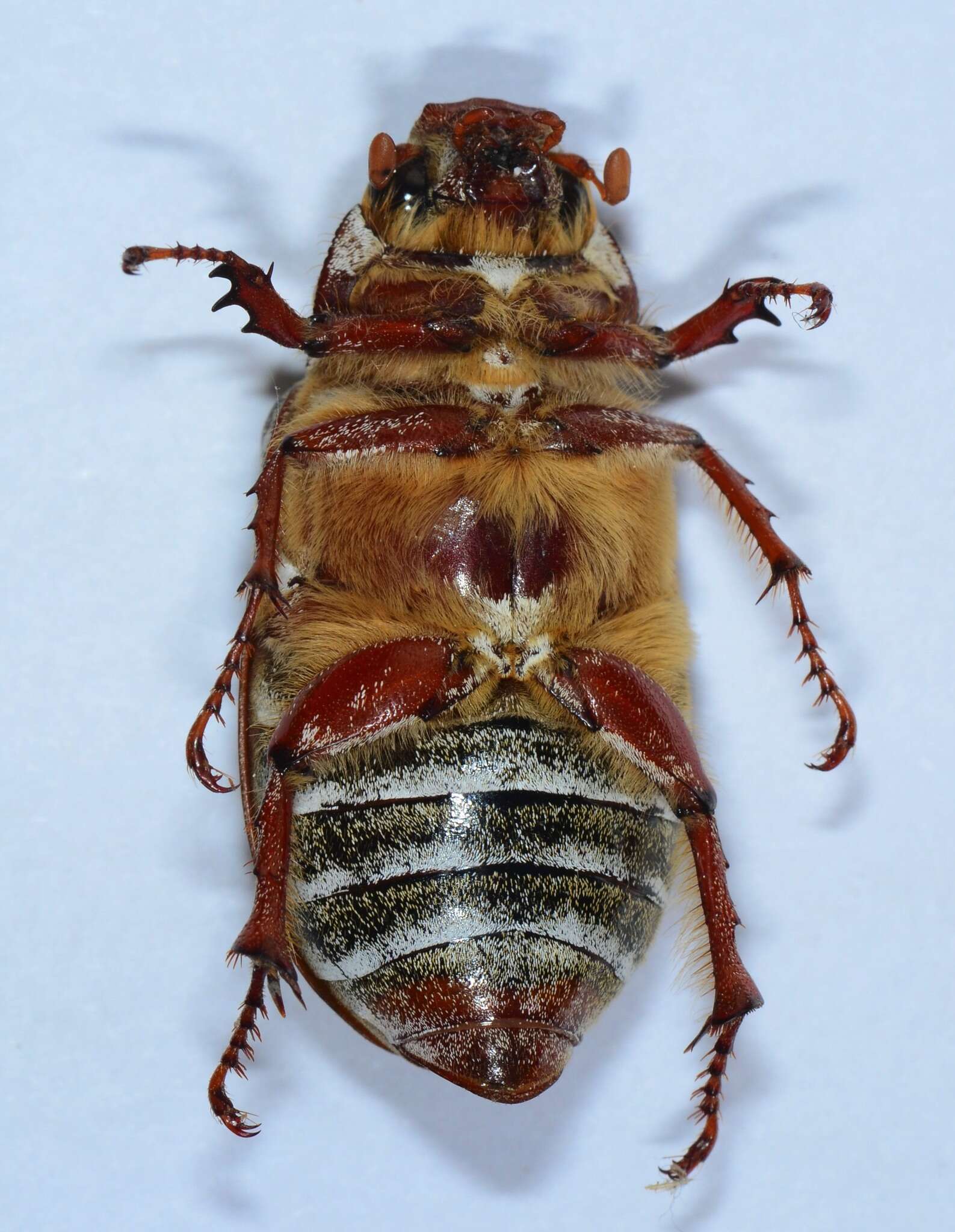 Image of Ten-lined June Beetle