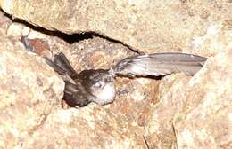 Image of Mossy-nest Swiftlet