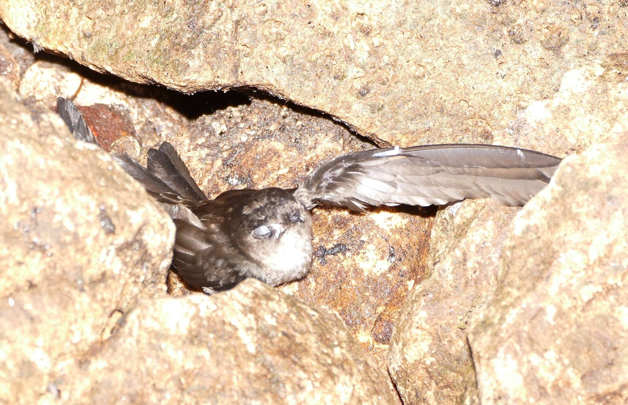 Image of Mossy-nest Swiftlet