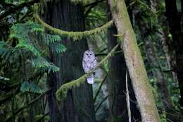 Image of Barred Owl