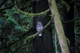 Image of Barred Owl