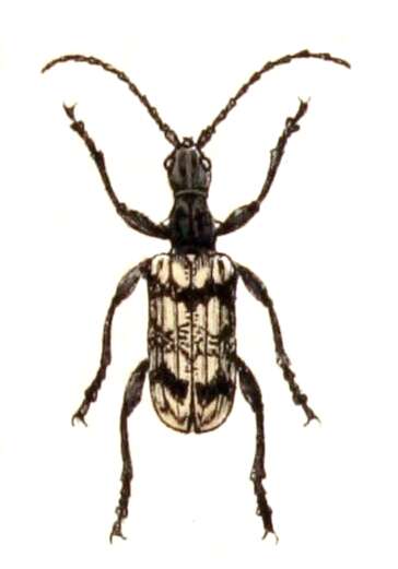 Image of Rhagium inquisitor (Linné 1758)
