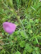 Image of salt spring checkerbloom