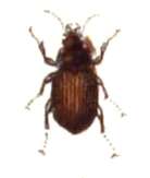 Image of Carabidae