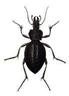 Image of Carabus (Procerus) gigas Creutzer 1799