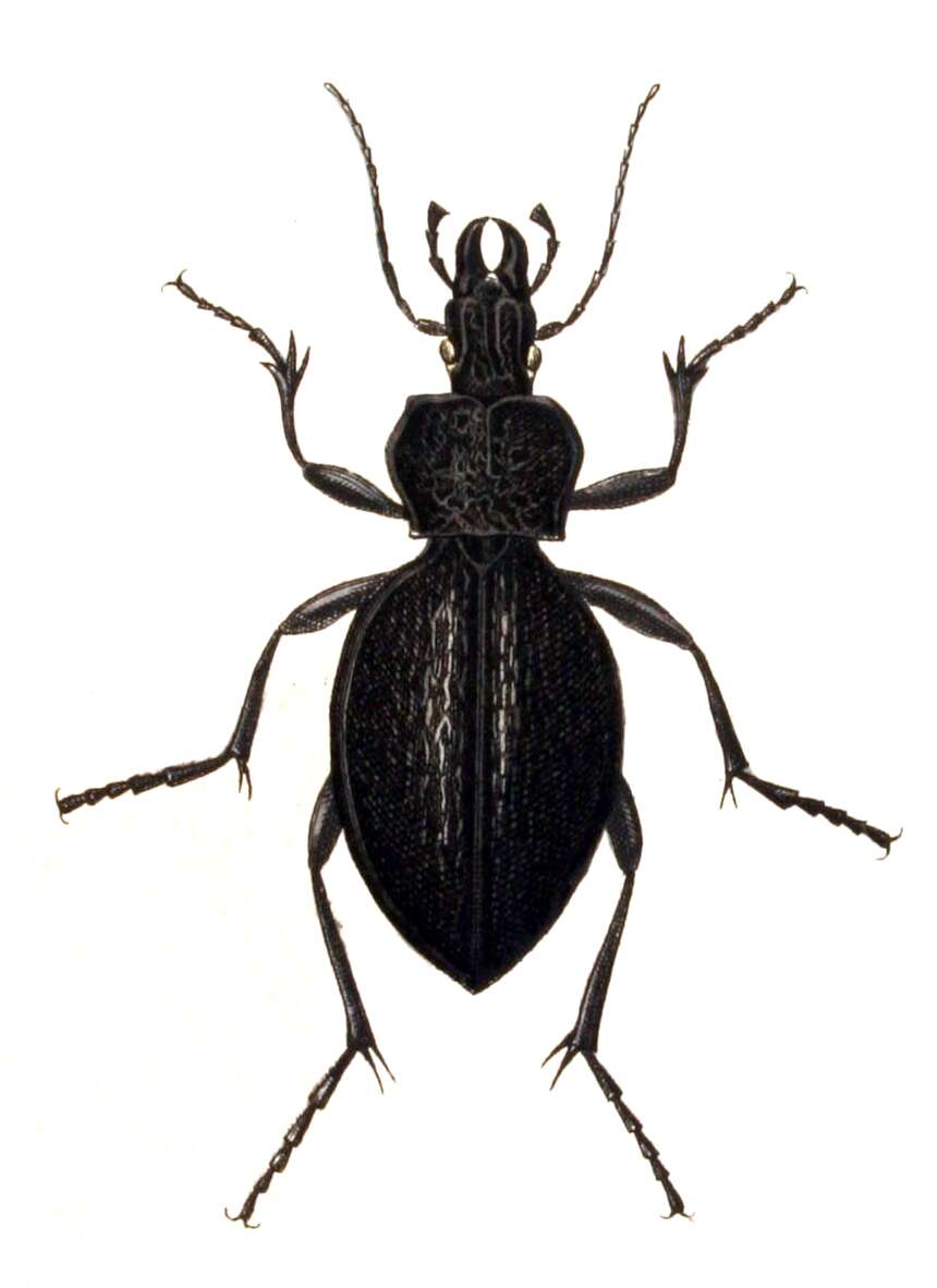 Image of Carabus (Procerus) gigas Creutzer 1799