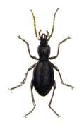 Image of Cychrus caraboides (Linnaeus 1758)