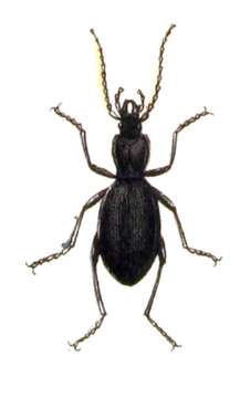 Image of Cychrus caraboides (Linnaeus 1758)