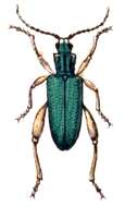 Image of Donacia clavipes