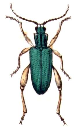 Image of Donacia clavipes