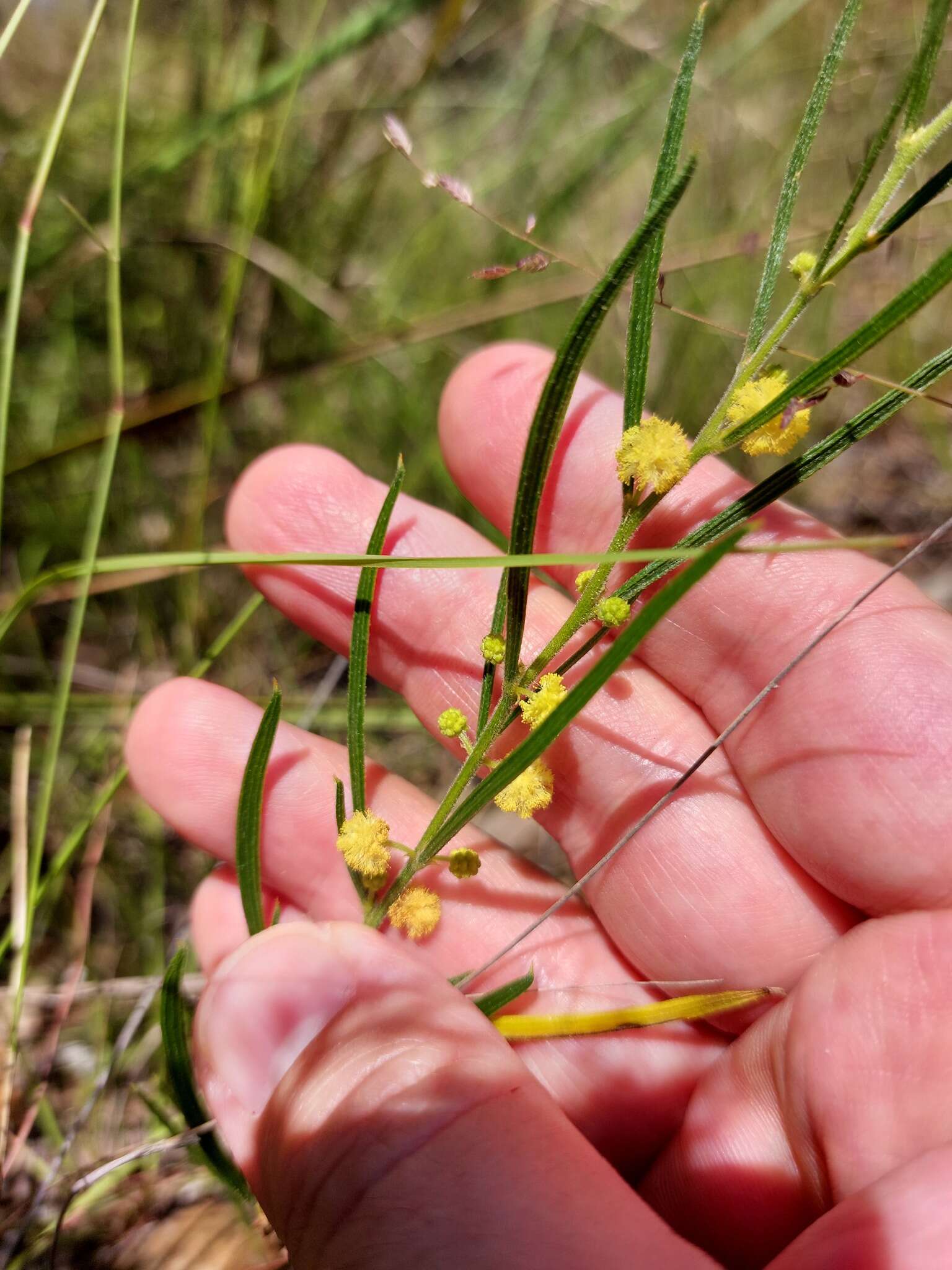 Image of Acacia bynoeana Benth.