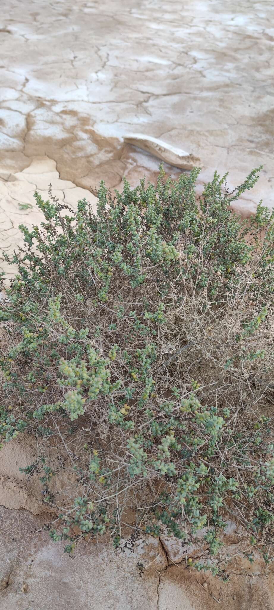 Image of Tetraena alba (L. fil.) Beier & Thulin