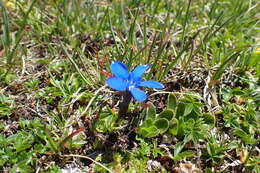 Image of Gentiana terglouensis subsp. schleicheri (Vacc.) Tutin