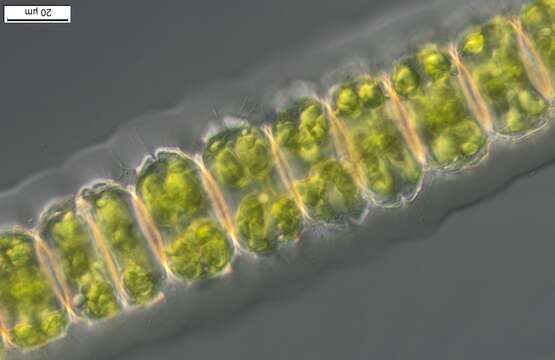 Imagem de Desmidium grevillei