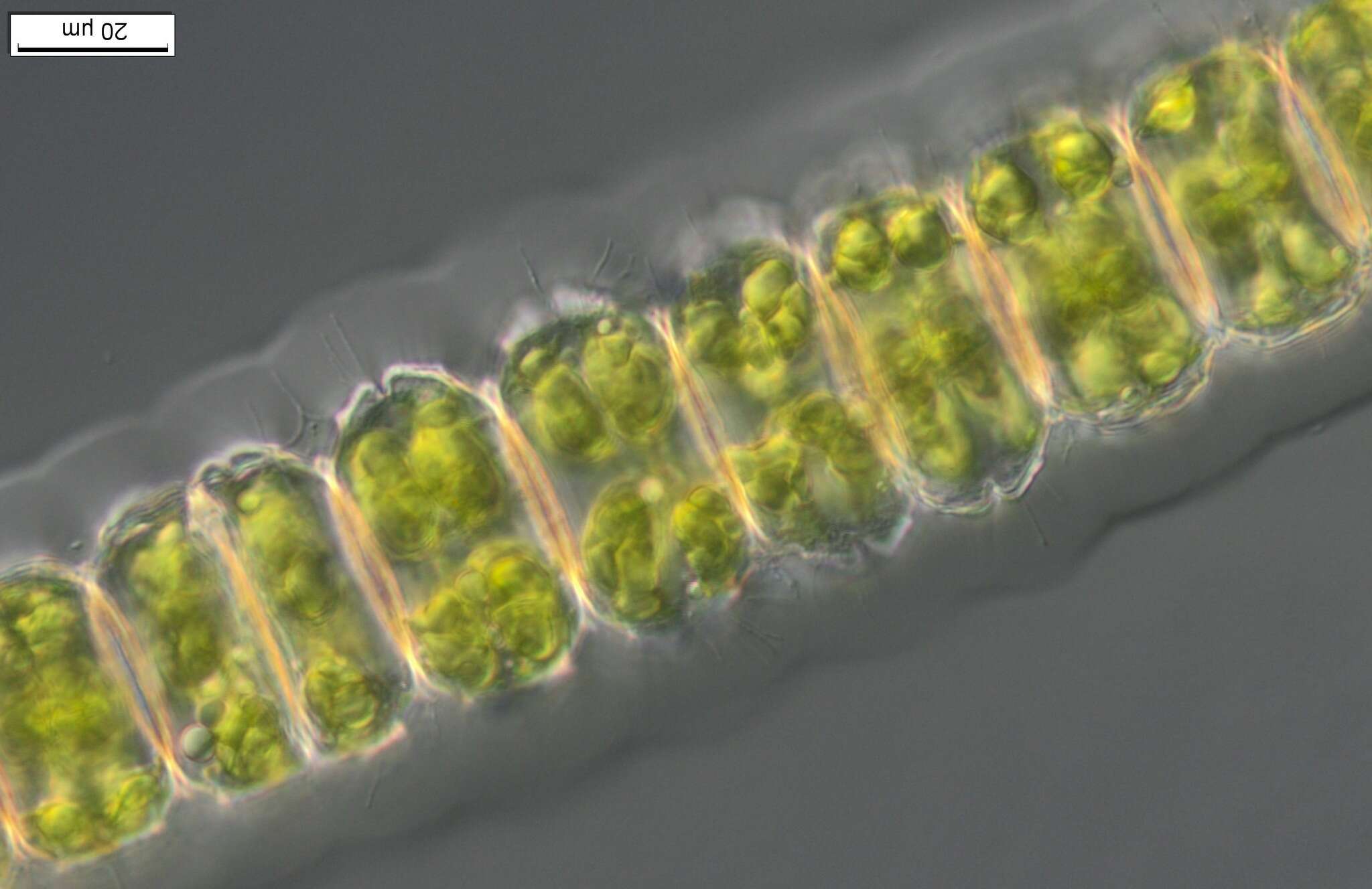 صورة Desmidium grevillei