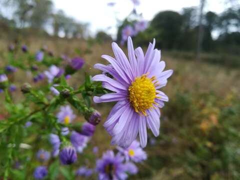 Image of Symphyotrichum versicolor (Willd.) G. L. Nesom