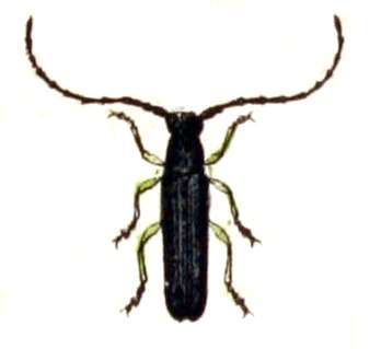 Image of Oberea linearis (Linné 1761)