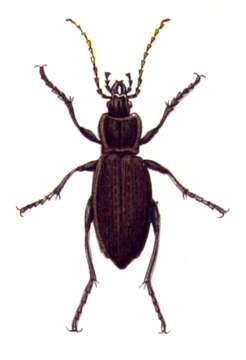 Image of Granulated Carabid