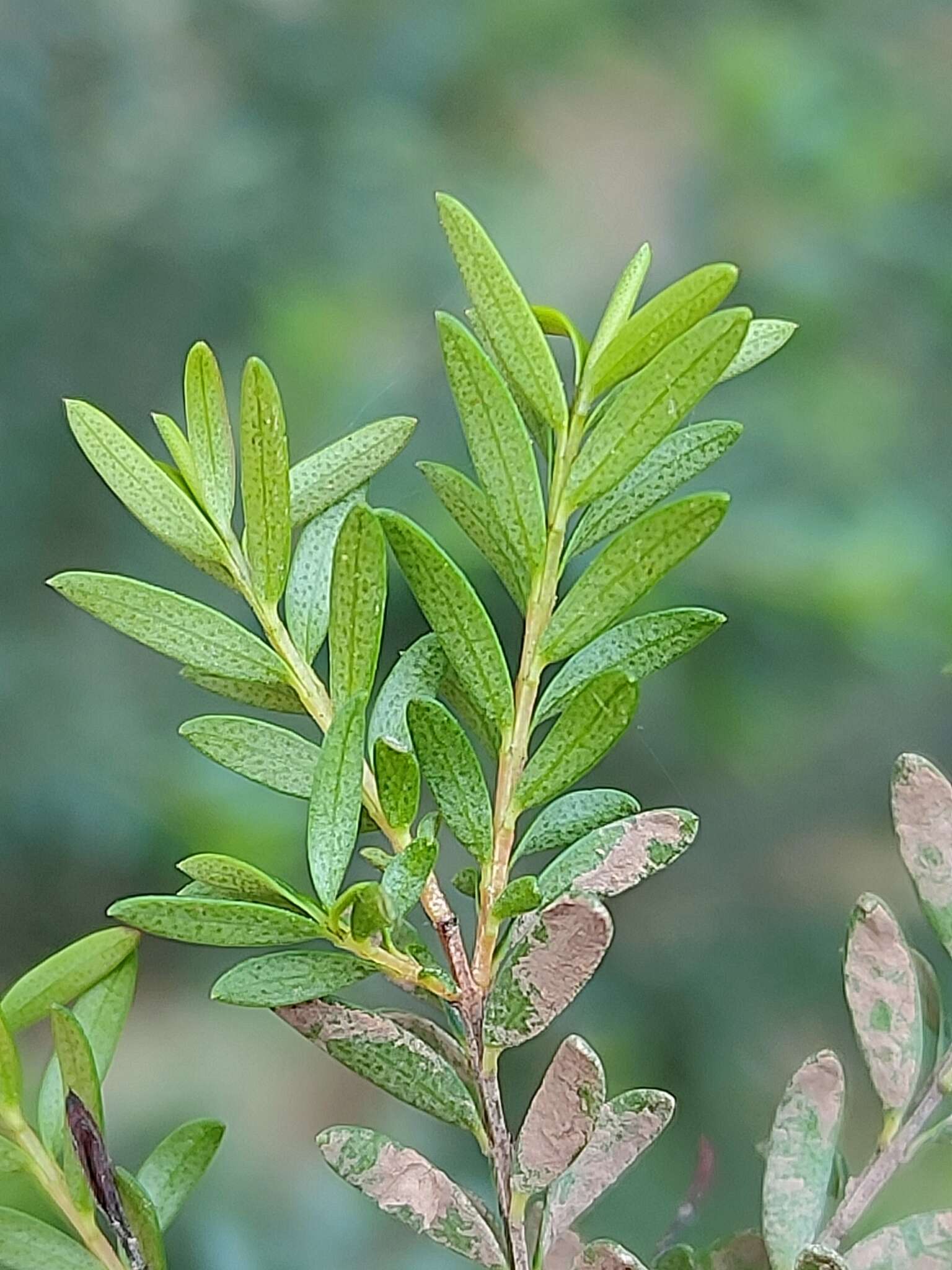 Image of Sannantha bidwillii (A. R. Bean) Peter G. Wilson