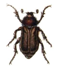 Image of Amphimallon assimile (Herbst 1790)