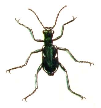 Image of Cliff tiger beetle