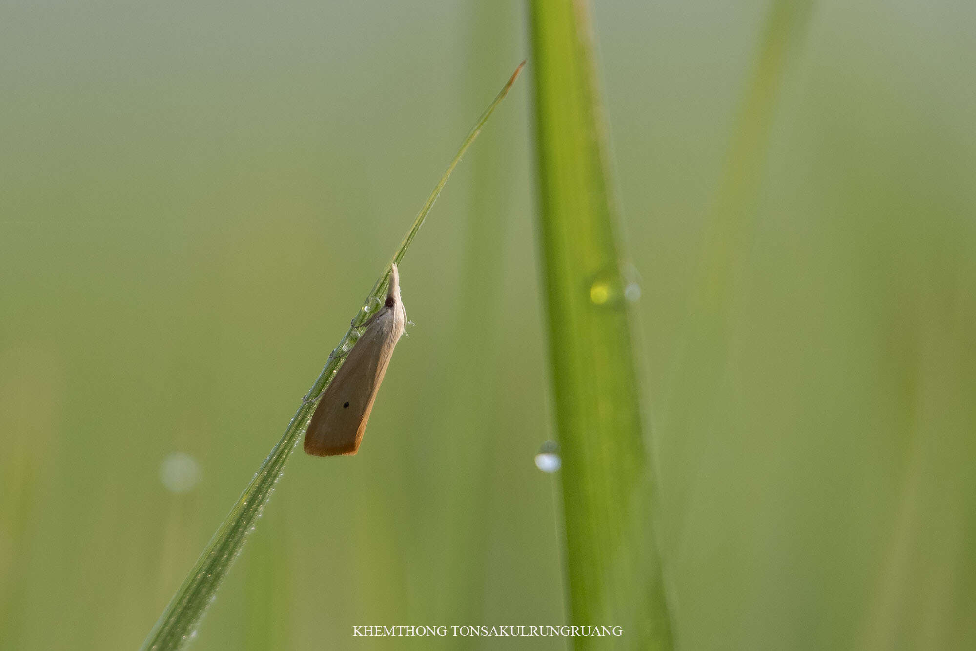 صورة Scirpophaga incertulas Walker 1863