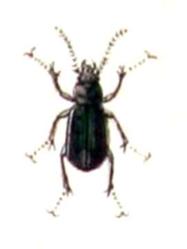 Image of Loricera