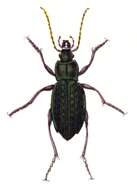 Image of immigrant sausage ground beetle