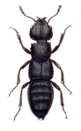 Image of Devil's Coach Horse