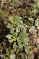 Image of Grindelia tarapacana Phil.