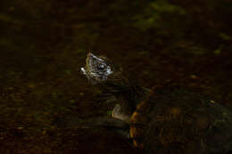 Image of Australian Saw Shelled Turtles