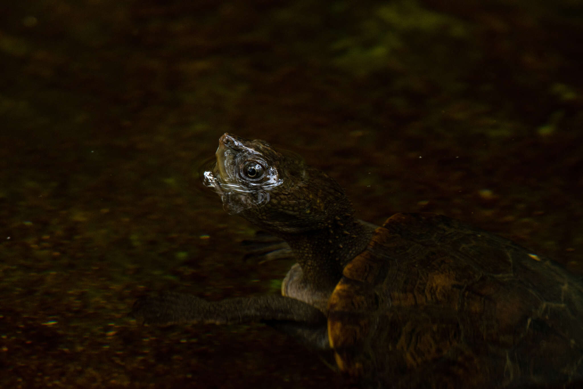 Image of Australian Saw Shelled Turtles