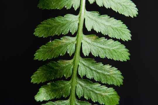 Image of Lady-fern