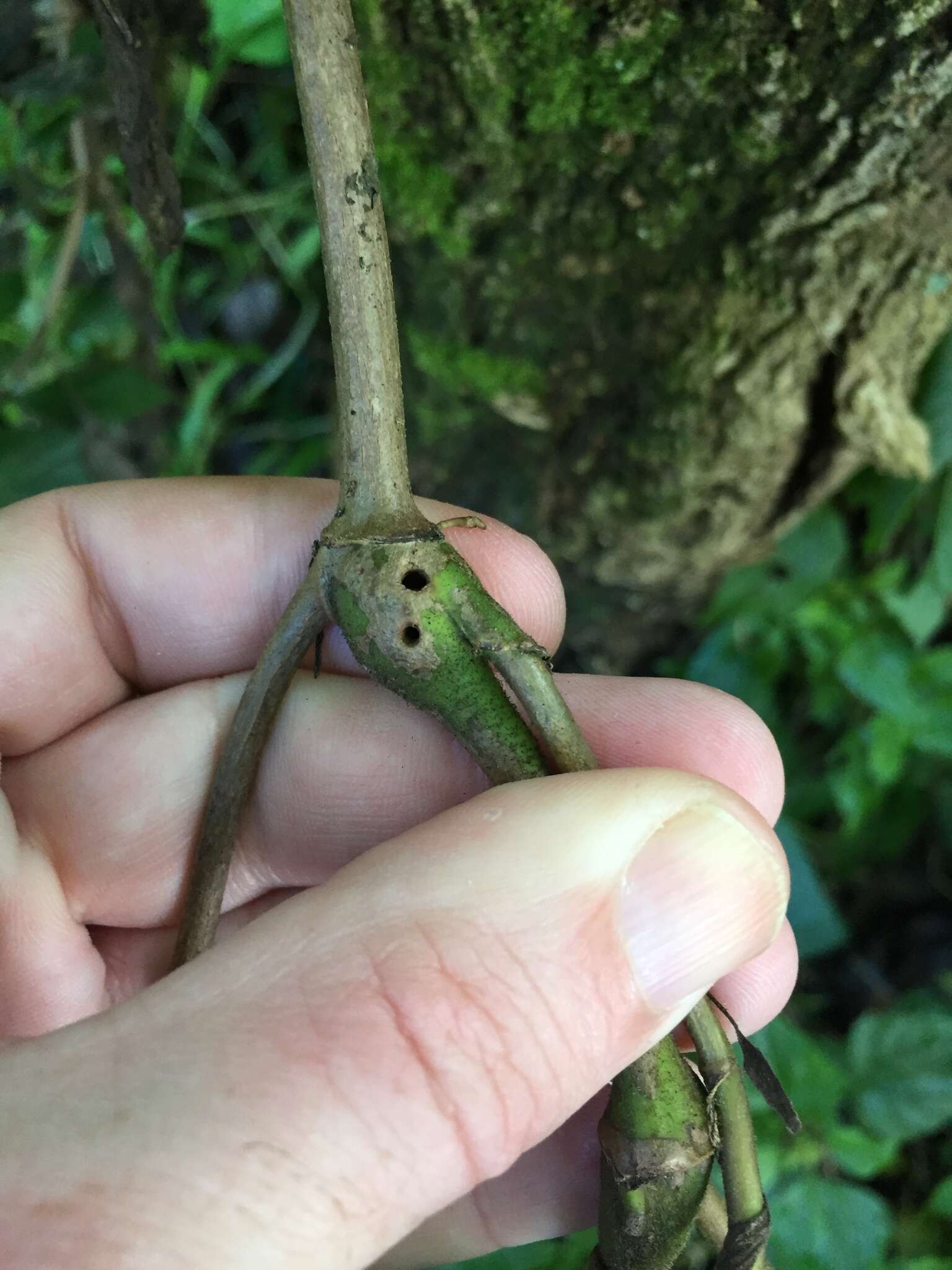 Image of Eupatorium gall midge