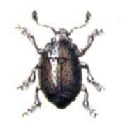 Image of Nettle Pollen Beetle