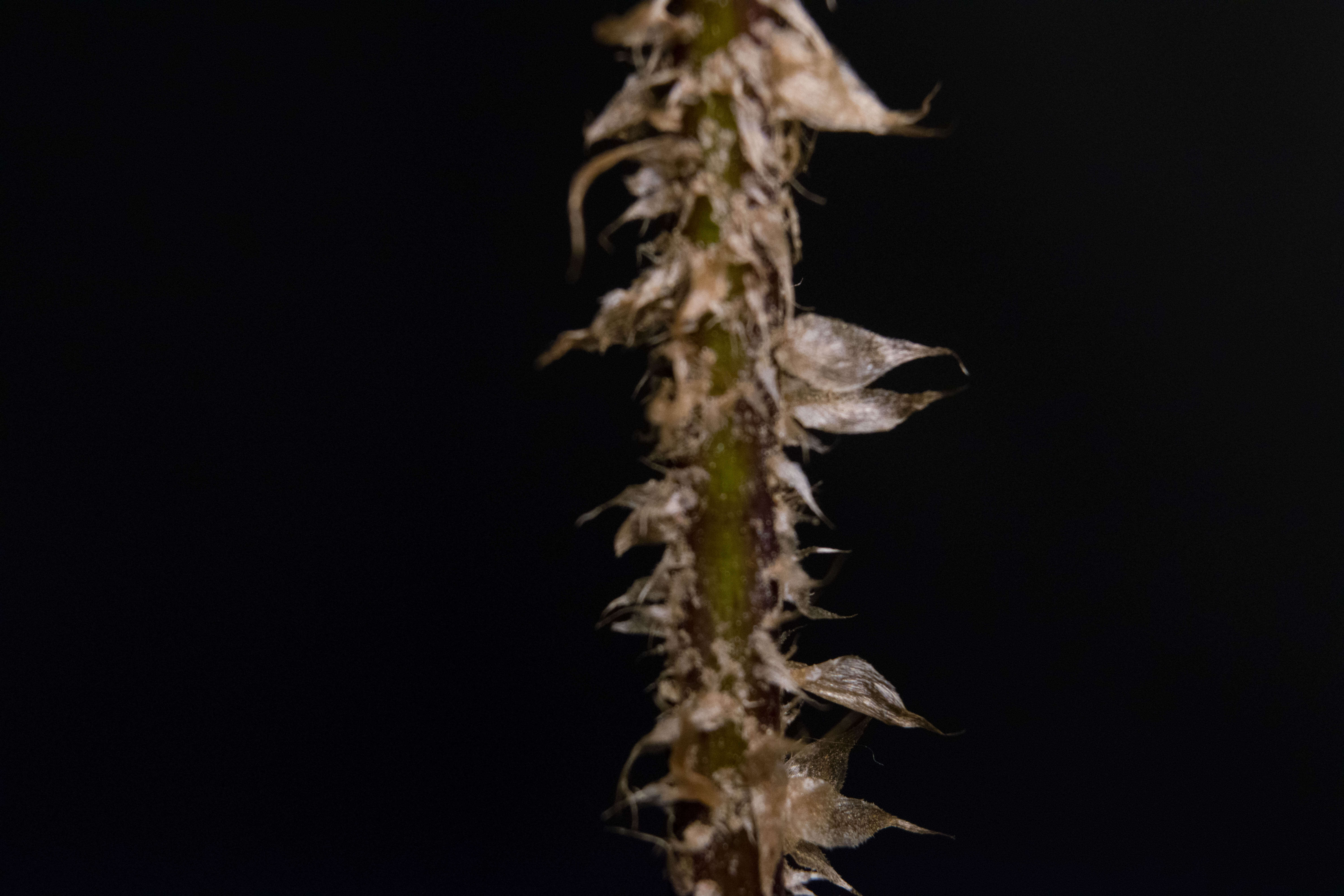 Plancia ëd Polystichum acrostichoides (Michx.) Schott