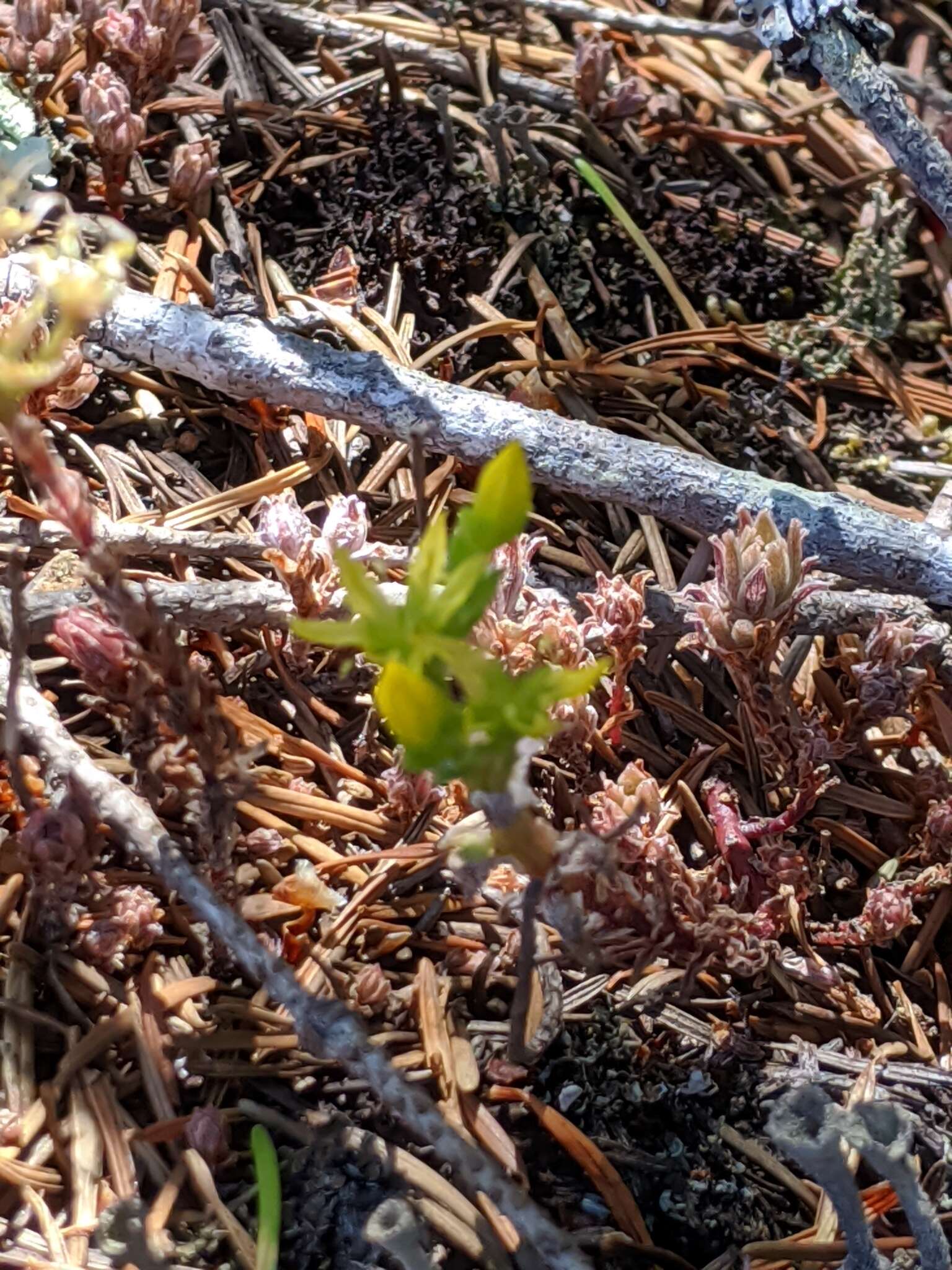 Image of Coast Range stonecrop