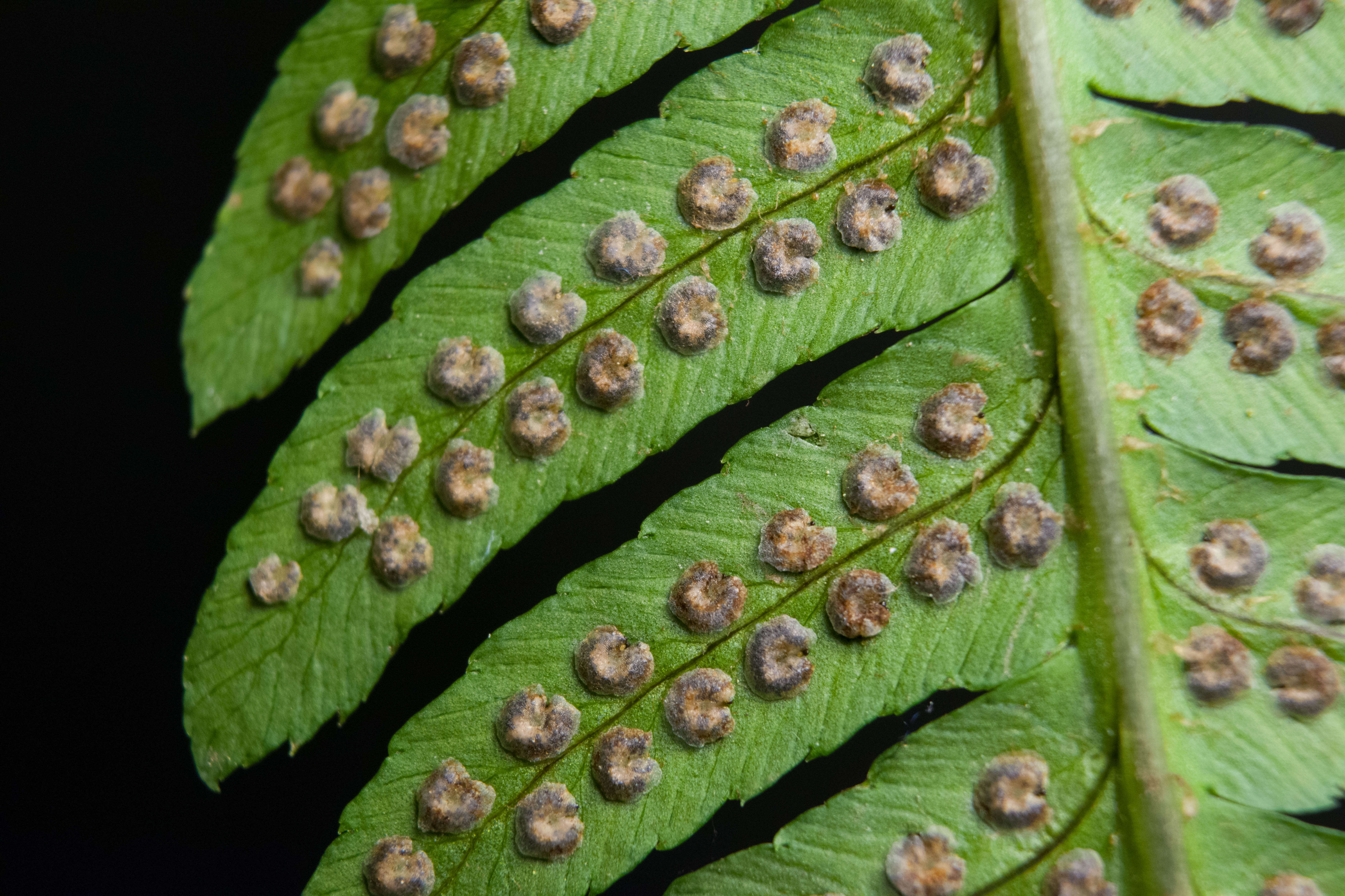 Image of Dryopteris goldieana