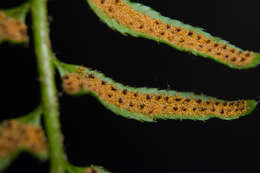 Plancia ëd Polystichum acrostichoides (Michx.) Schott