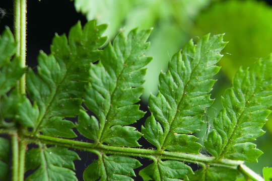 Image of narrow buckler-fern