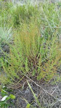 Image of Spreading Pinweed