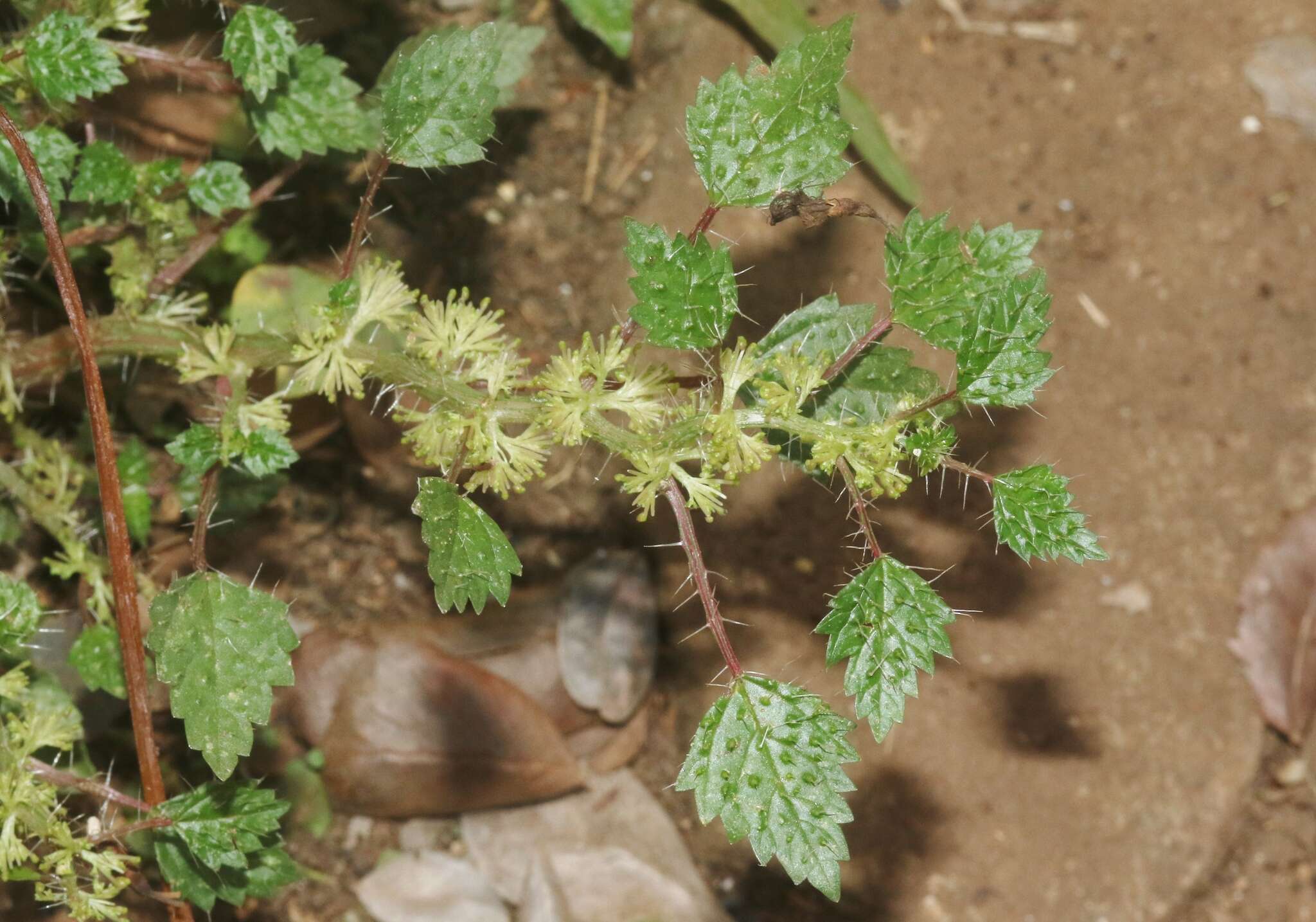 Image of Laportea cuneata (A. Rich.) Chew