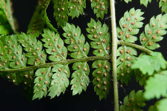 Image of narrow buckler-fern