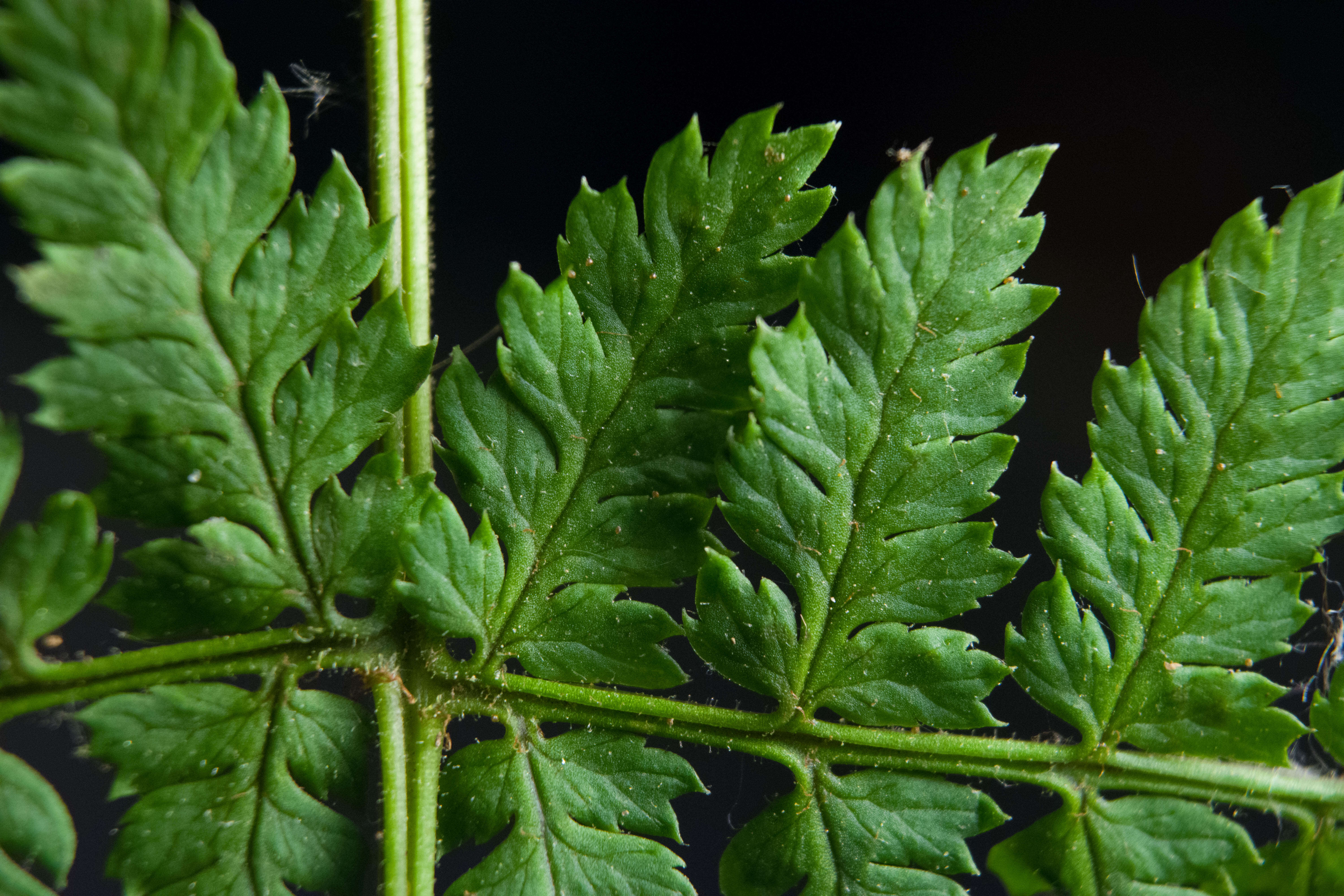 Image of narrow buckler-fern